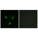 Immunofluorescence - Anti-TACC1 Antibody (C10172) - Antibodies.com