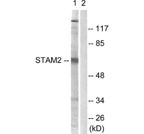 Western Blot - Anti-STAM2 Antibody (B1237) - Antibodies.com