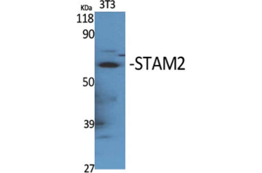 Western Blot - Anti-STAM2 Antibody (B1237) - Antibodies.com