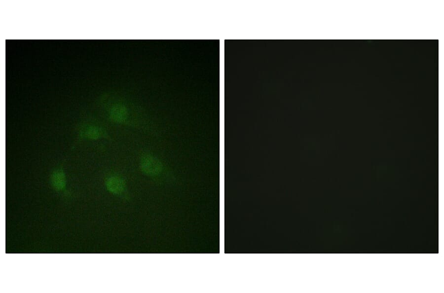 Immunofluorescence - Anti-Smad1 Antibody (B0994) - Antibodies.com