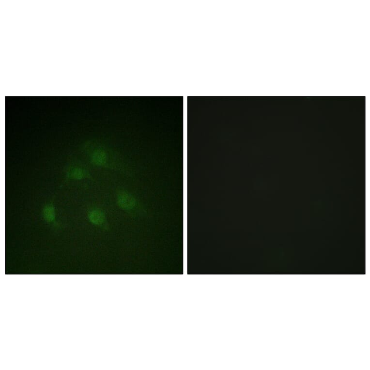 Immunofluorescence - Anti-Smad1 Antibody (B0994) - Antibodies.com