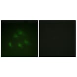 Immunofluorescence - Anti-Smad1 Antibody (B0994) - Antibodies.com
