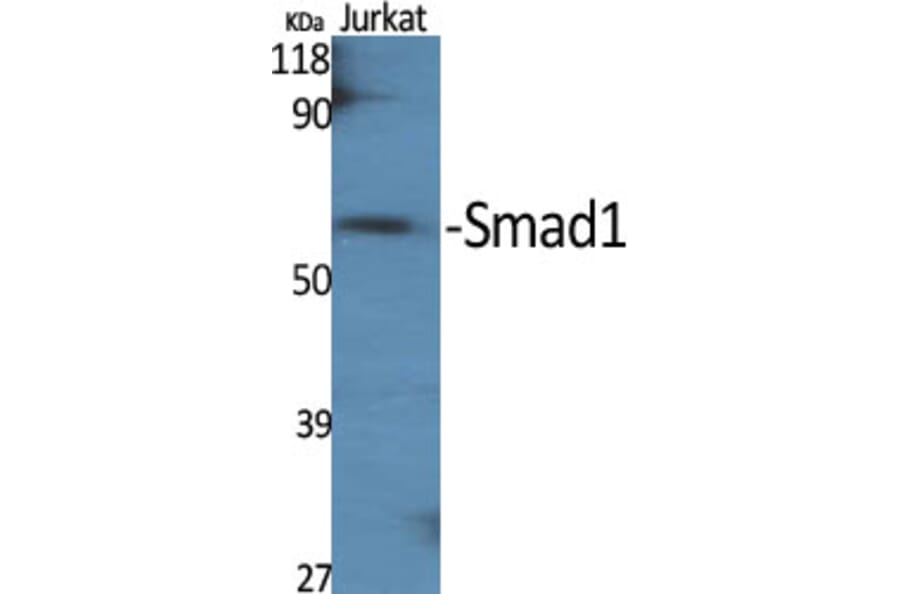 Western Blot - Anti-Smad1 Antibody (B0994) - Antibodies.com