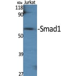 Western Blot - Anti-Smad1 Antibody (B0994) - Antibodies.com