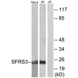 Western Blot - Anti-SFRS3 Antibody (C10809) - Antibodies.com