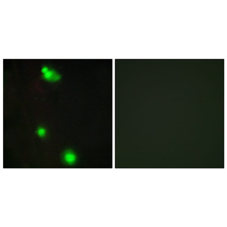 Immunofluorescence - Anti-SFRS3 Antibody (C10809) - Antibodies.com