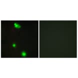 Immunofluorescence - Anti-SFRS3 Antibody (C10809) - Antibodies.com