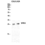 Western Blot - Anti-SFRS3 Antibody (C10809) - Antibodies.com