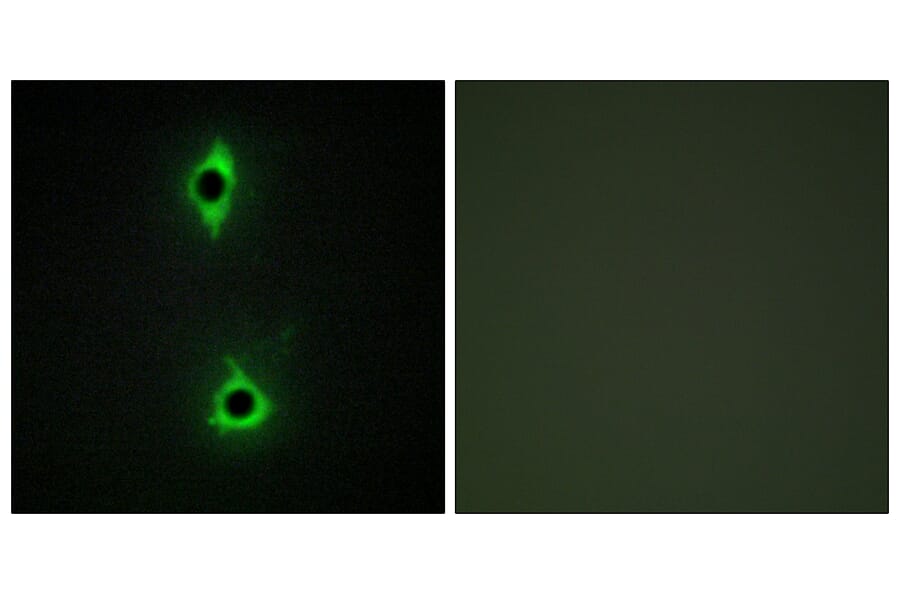 Immunofluorescence - Anti-PIP5K Antibody (C11935) - Antibodies.com