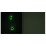 Immunofluorescence - Anti-PIP5K Antibody (C11935) - Antibodies.com