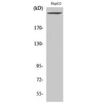 Western Blot - Anti-PIP5K Antibody (C11935) - Antibodies.com