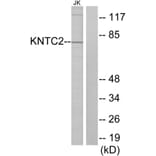 Western Blot - Anti-KNTC2 Antibody (C10051) - Antibodies.com