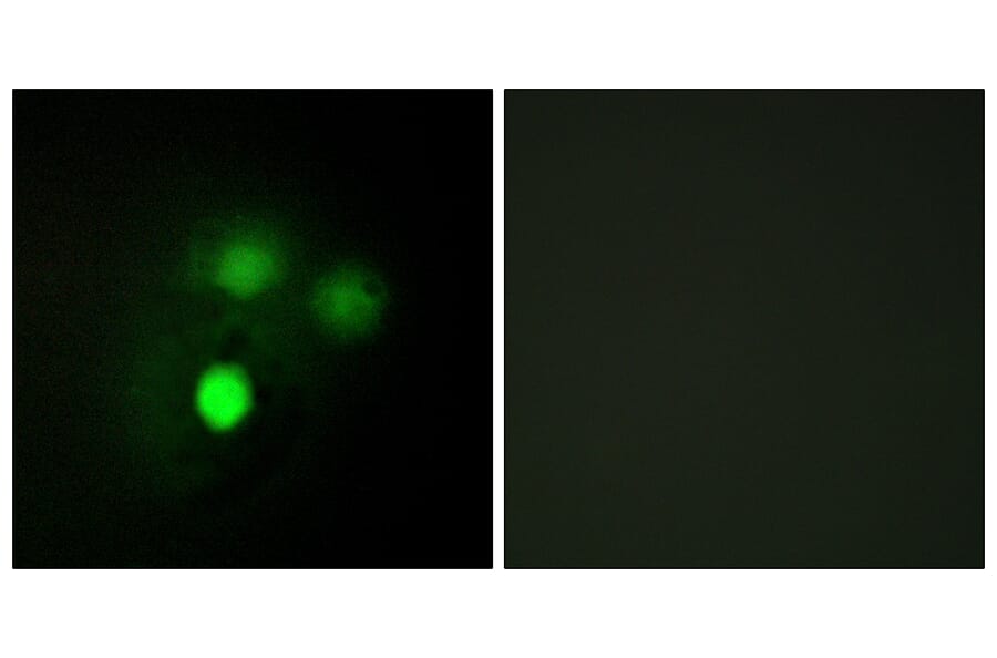 Immunofluorescence - Anti-KNTC2 Antibody (C10051) - Antibodies.com