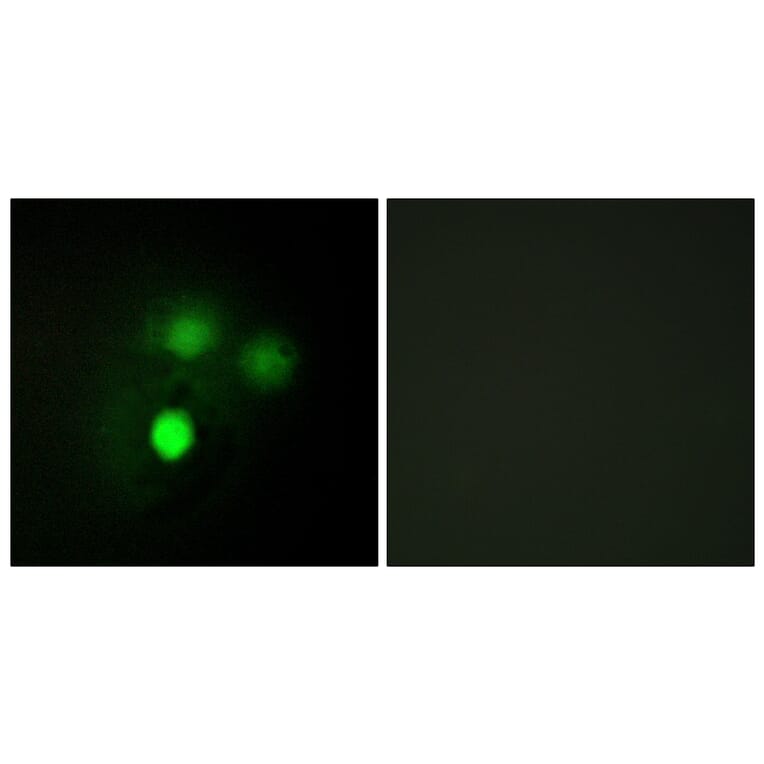 Immunofluorescence - Anti-KNTC2 Antibody (C10051) - Antibodies.com