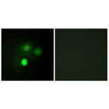Immunofluorescence - Anti-KNTC2 Antibody (C10051) - Antibodies.com