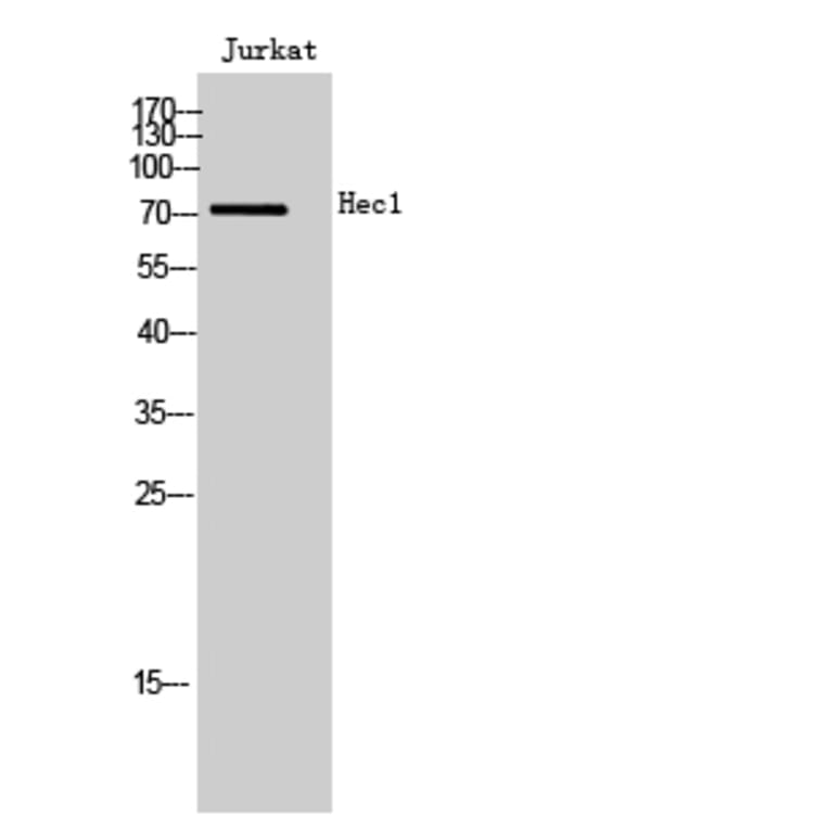 Western Blot - Anti-KNTC2 Antibody (C10051) - Antibodies.com
