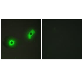 Immunofluorescence - Anti-Ik3-2 Antibody (C12085) - Antibodies.com