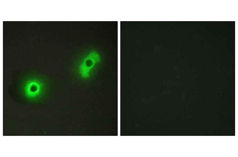 Immunofluorescence - Anti-Ik3-2 Antibody (C12085) - Antibodies.com