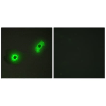 Immunofluorescence - Anti-Ik3-2 Antibody (C12085) - Antibodies.com