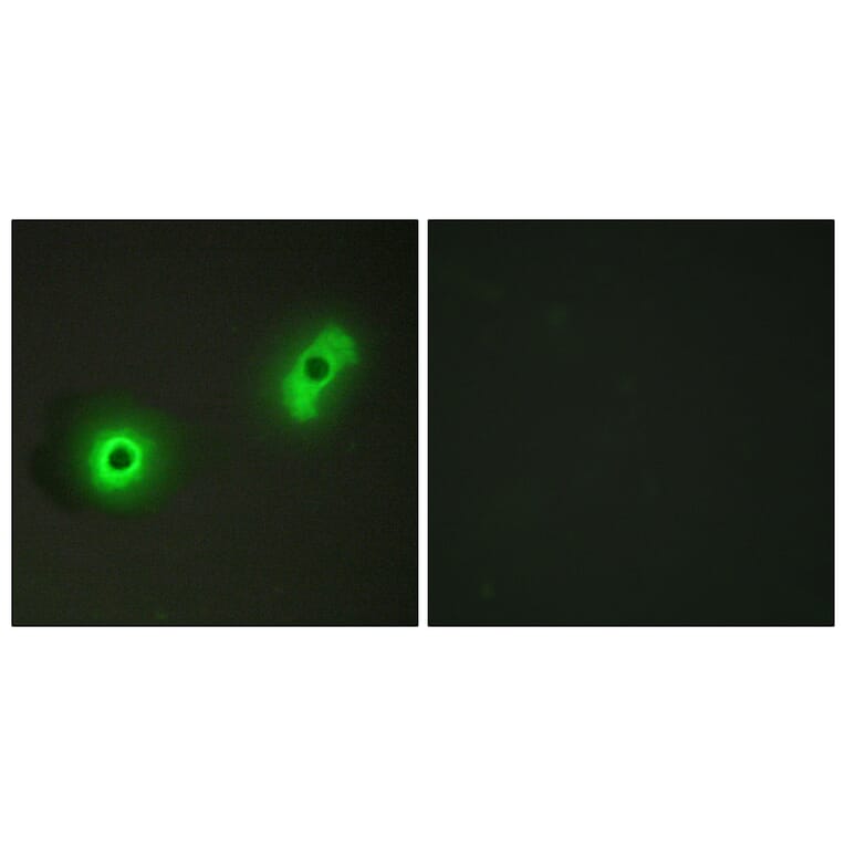 Immunofluorescence - Anti-Ik3-2 Antibody (C12085) - Antibodies.com