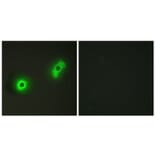 Immunofluorescence - Anti-Ik3-2 Antibody (C12085) - Antibodies.com