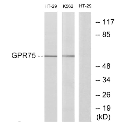 Western Blot - Anti-GPR75 Antibody (G351) - Antibodies.com