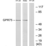 Western Blot - Anti-GPR75 Antibody (G351) - Antibodies.com