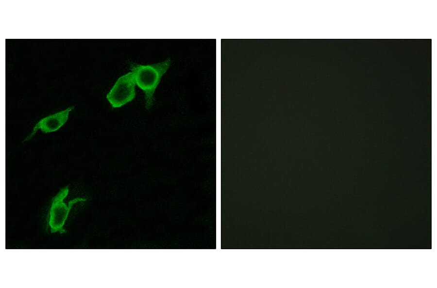 Immunofluorescence - Anti-GPR75 Antibody (G351) - Antibodies.com