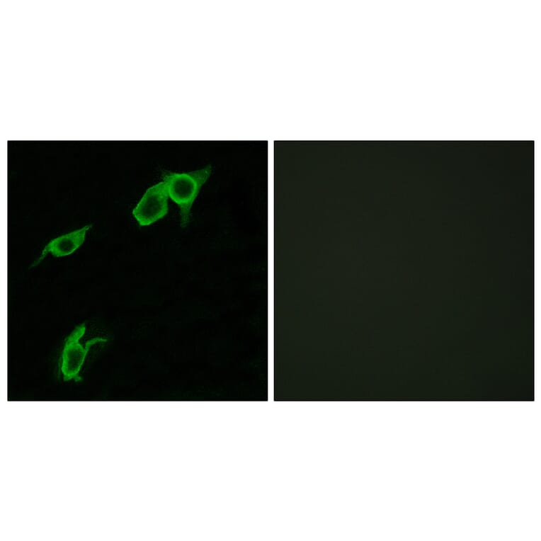 Immunofluorescence - Anti-GPR75 Antibody (G351) - Antibodies.com