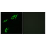 Immunofluorescence - Anti-GPR75 Antibody (G351) - Antibodies.com