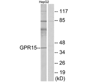 Western Blot - Anti-GPR15 Antibody (G324) - Antibodies.com