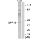 Western Blot - Anti-GPR15 Antibody (G324) - Antibodies.com