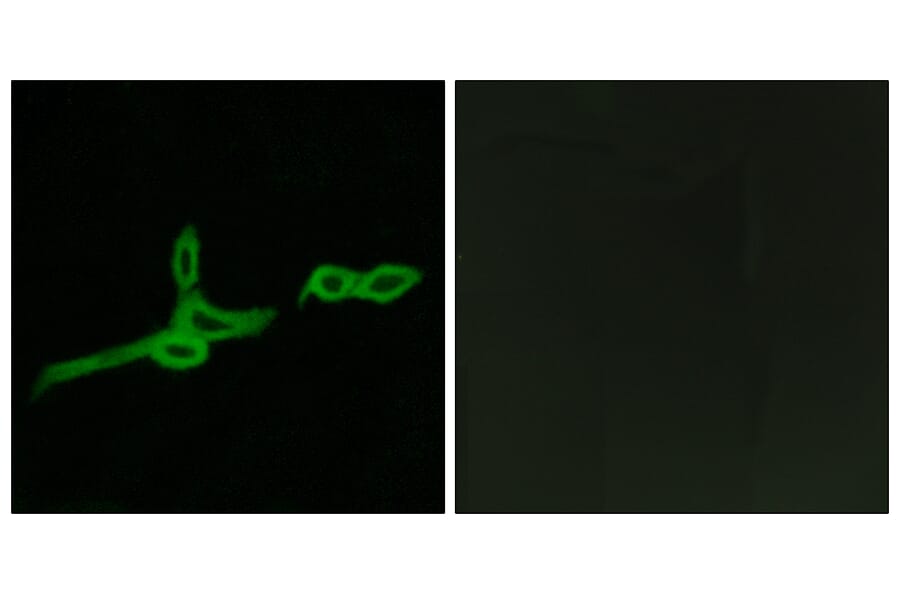 Immunofluorescence - Anti-GPR15 Antibody (G324) - Antibodies.com