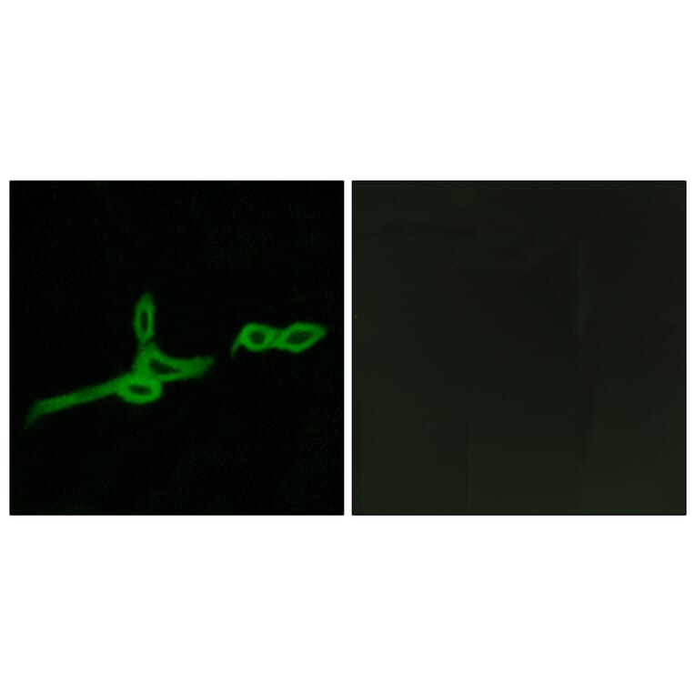 Immunofluorescence - Anti-GPR15 Antibody (G324) - Antibodies.com