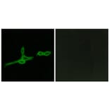 Immunofluorescence - Anti-GPR15 Antibody (G324) - Antibodies.com