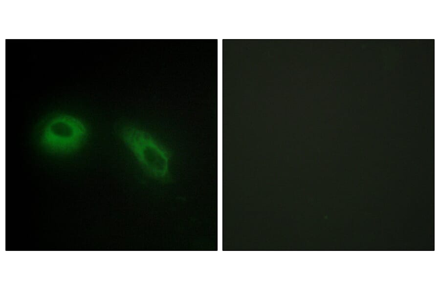 Immunofluorescence - Anti-GLU2B Antibody (C10365) - Antibodies.com