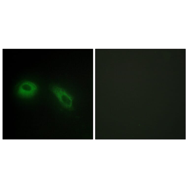 Immunofluorescence - Anti-GLU2B Antibody (C10365) - Antibodies.com