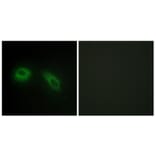 Immunofluorescence - Anti-GLU2B Antibody (C10365) - Antibodies.com