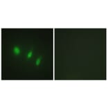 Immunofluorescence - Anti-FOXO4 Antibody (B1149) - Antibodies.com