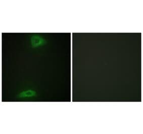 Immunofluorescence - Anti-ERGI3 Antibody (C11927) - Antibodies.com