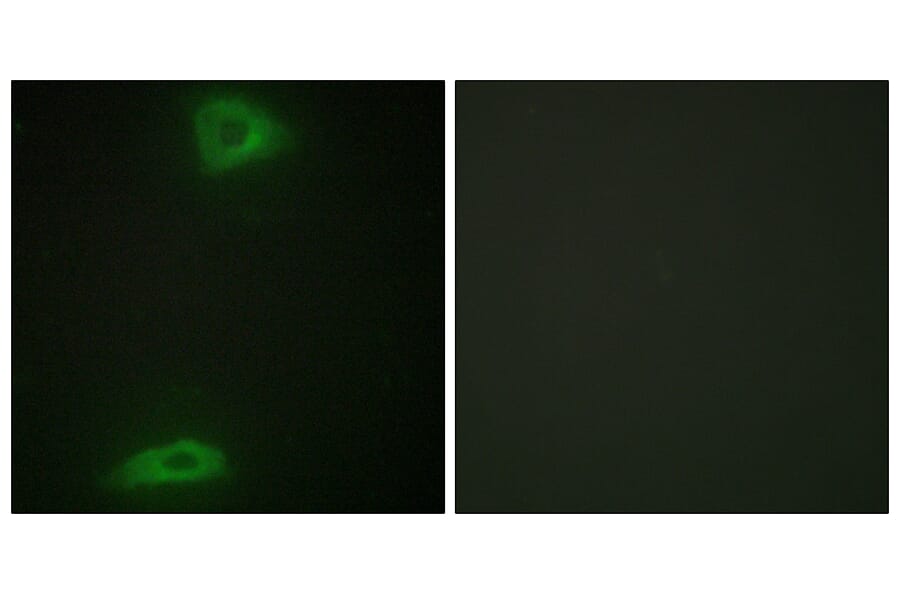 Immunofluorescence - Anti-ERGI3 Antibody (C11927) - Antibodies.com