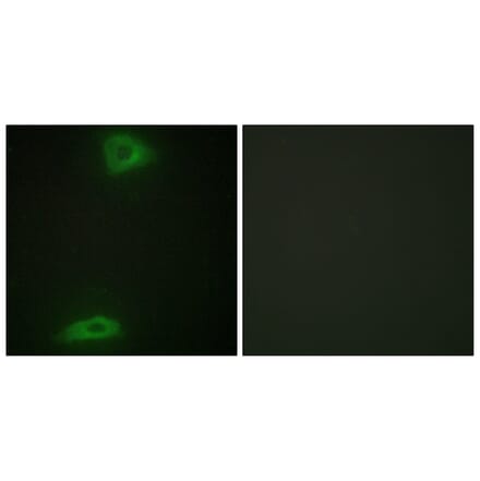 Immunofluorescence - Anti-ERGI3 Antibody (C11927) - Antibodies.com