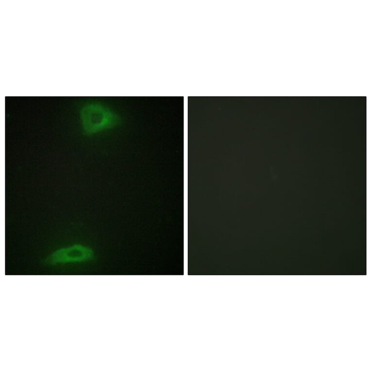 Immunofluorescence - Anti-ERGI3 Antibody (C11927) - Antibodies.com