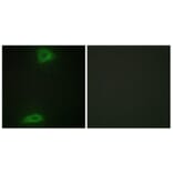 Immunofluorescence - Anti-ERGI3 Antibody (C11927) - Antibodies.com