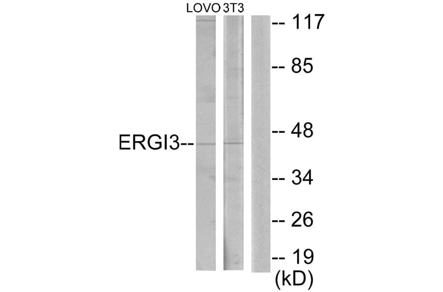 Western Blot - Anti-ERGI3 Antibody (C11927) - Antibodies.com
