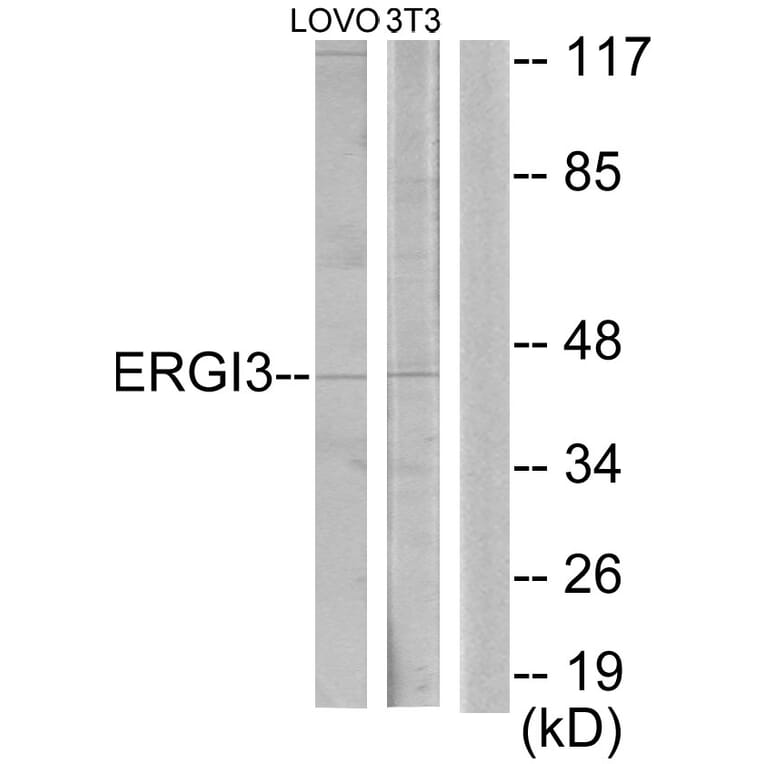 Western Blot - Anti-ERGI3 Antibody (C11927) - Antibodies.com