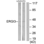 Western Blot - Anti-ERGI3 Antibody (C11927) - Antibodies.com