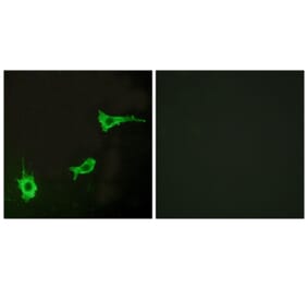 Immunofluorescence - Anti-EDNRA Antibody (G241) - Antibodies.com