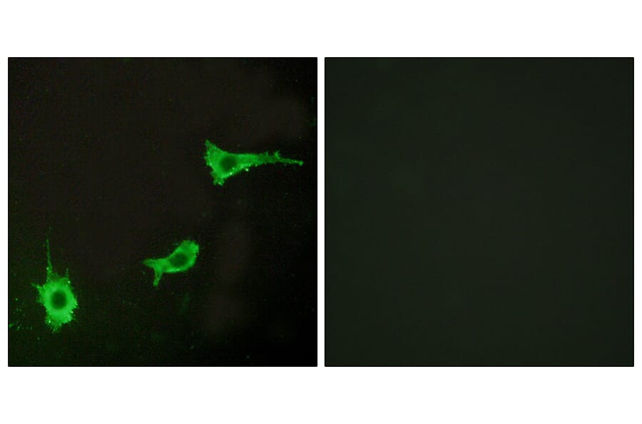 Immunofluorescence - Anti-EDNRA Antibody (G241) - Antibodies.com