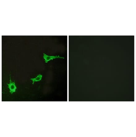 Immunofluorescence - Anti-EDNRA Antibody (G241) - Antibodies.com